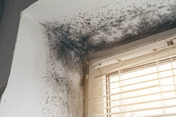 Trusted Basement Mold Remediation service in Newton Lower Falls, MA - Cheap Mold Removal